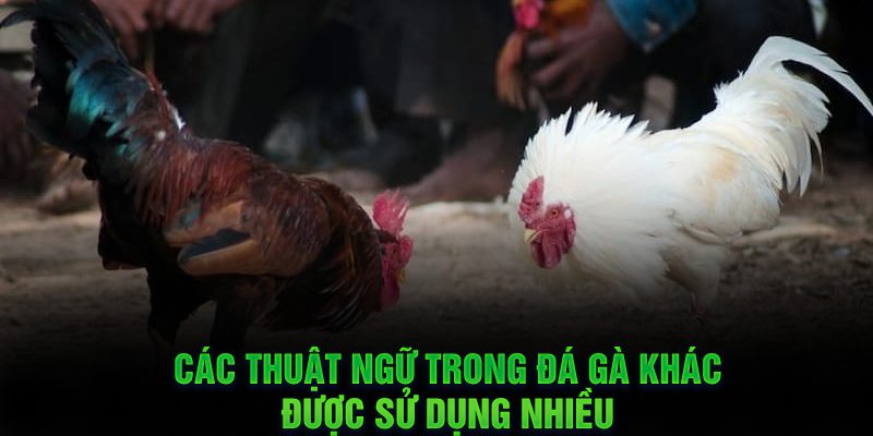 Các thuật ngữ trong đá gà khác được sử dụng nhiều